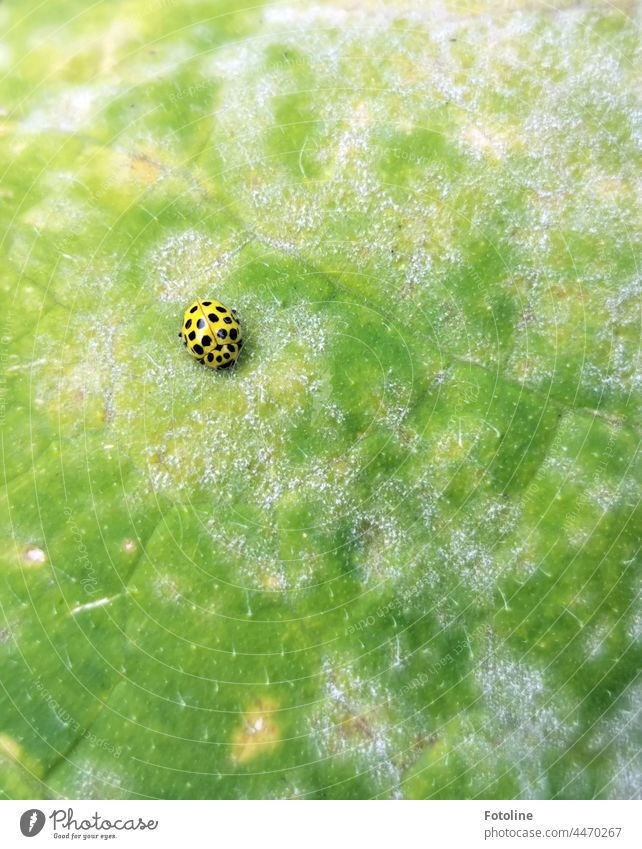 Yes, the pumpkin leaf looks a bit odd, but the yellow ladybug with black dots does really well on it. Leaf Plant Nature Colour photo Macro (Extreme close-up)