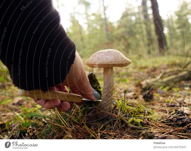 There he stood the birch mushroom. Like something out of a picture book. I pulled out my knife and cut it off. Mushroom cap Mushroom picker Nature Autumn Plant