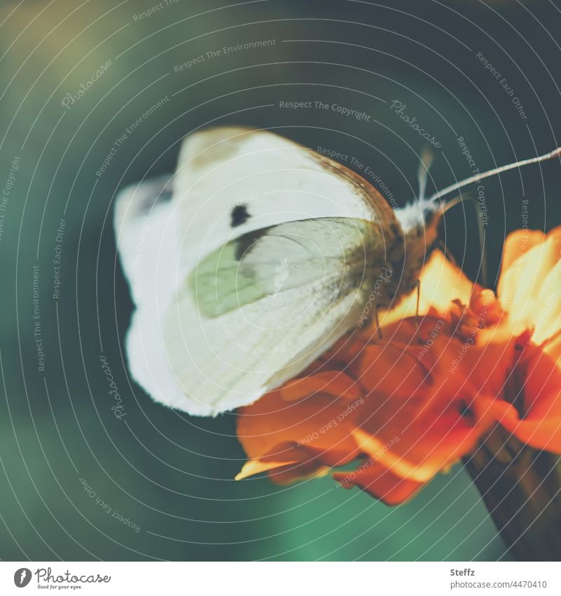 ... © Indian summer golden october October Butterfly butterflies Easy Indian Summer Marigold French marigold cabbage white Illuminating Ease haiku idyllically