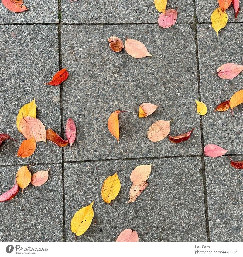 Beginning of autumn - colorful leaves on the asphalt Autumn Leaf foliage Autumn leaves Autumnal colours Early fall Nature Seasons Transience Autumnal weather
