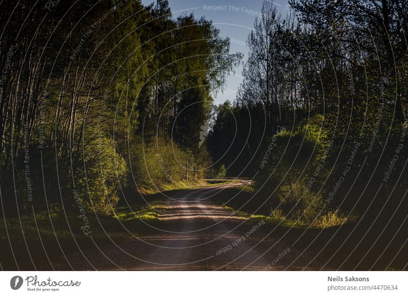 Countryside sand and gravel dirt road in dry weather. Spring landscape in golden evening light with long shadows. Deep saturated colours of nature, blue cloudless sky. Winding road must drive careful