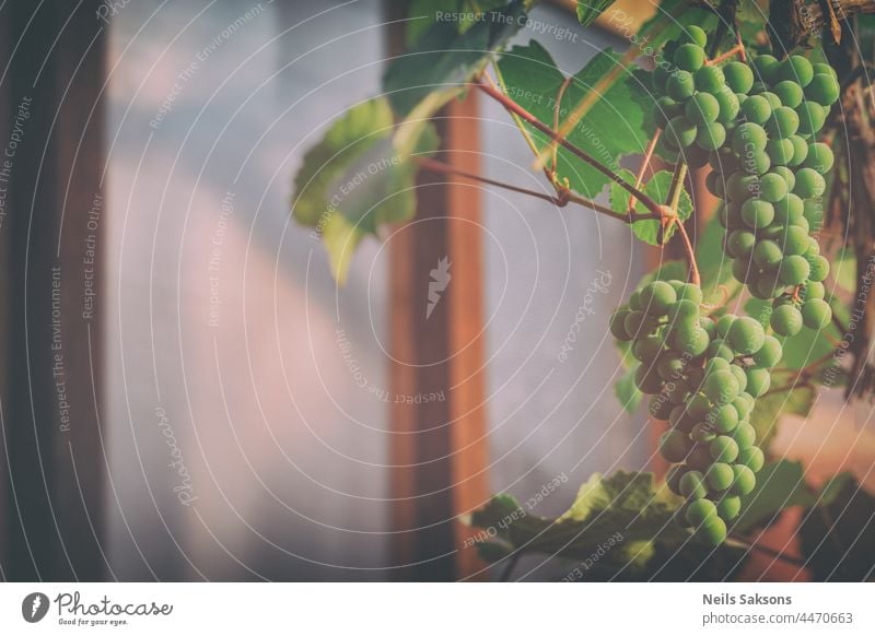 Close-up photo - grapes growing in personal greenhouse for making wine. beautiful clean cook diet doctor earth eat eco-friendly ecology fruit garden gardener