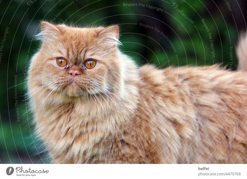 Persian cat with red fur and shiny eyes in front of blurred background in garden Cat Pet Animal face Animal portrait Looking into the camera Kitten Majestic