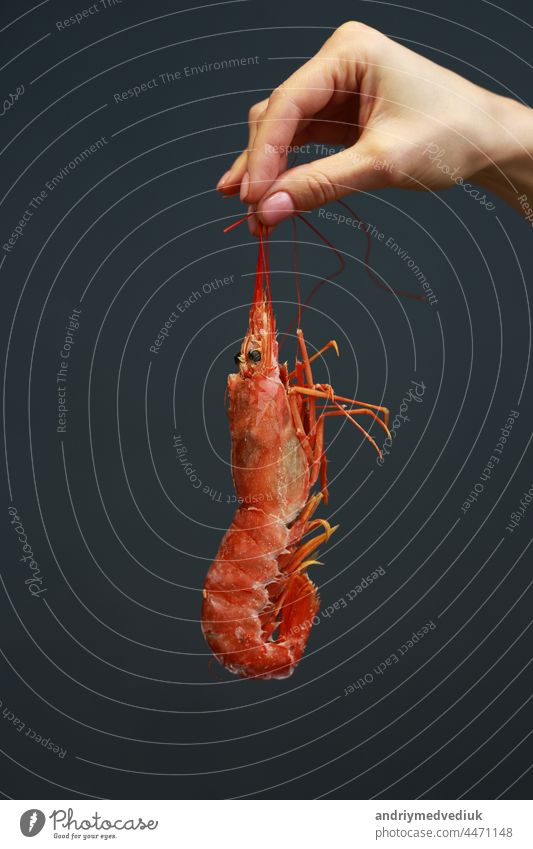 Close up of female hand holding fresh raw red langoustine, lobster, prawn or scampi on black background. Seafood for a healthy diet. copy space restaurant