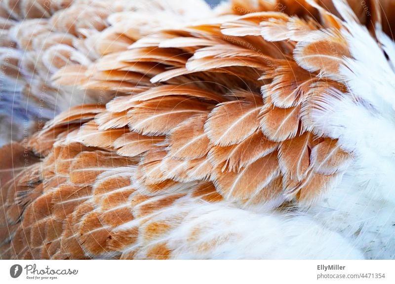 Brown white plumage of a chicken in close-up. Feather feathers Close-up Macro (Extreme close-up) Animal Bird background White Soft Grand piano Detail