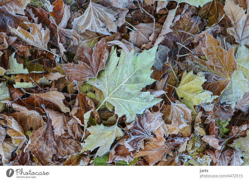 autumn foliage Autumn variegated leaves Hoar frost Cold Nature Autumnal Autumn leaves Autumnal colours Leaf Transience Deserted Forest Autumnal weather Seasons