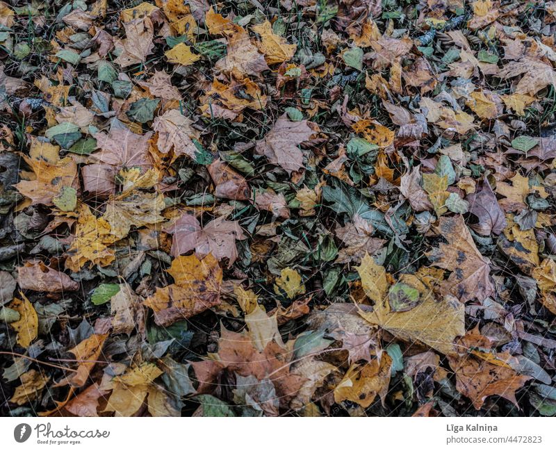 Fullframe of Autumn leaves Leaves Autumnal colours Leaf autumn mood Exterior shot Colour photo foliage background Environment Autumnal weather Nature textured