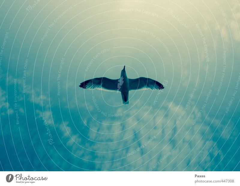 Bird in the sky Nature Sky Summer 1 Animal Relaxation Flying Dream Friendliness Positive Blue Green Emotions Happy Love of animals Authentic Fear of heights