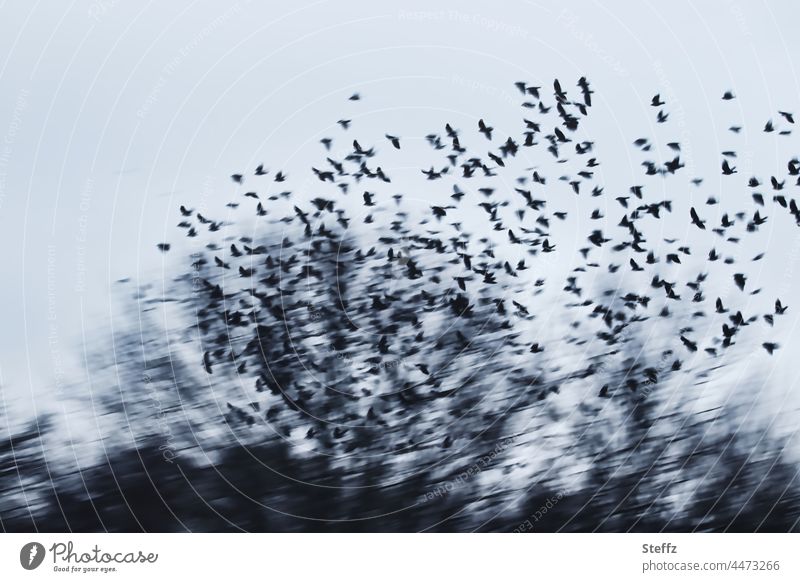 suddenly high above | hundreds of wing beats | in silence birds Flight of the birds Flock of birds silent Wild Birds Stare haiku bird migration Flying Freedom