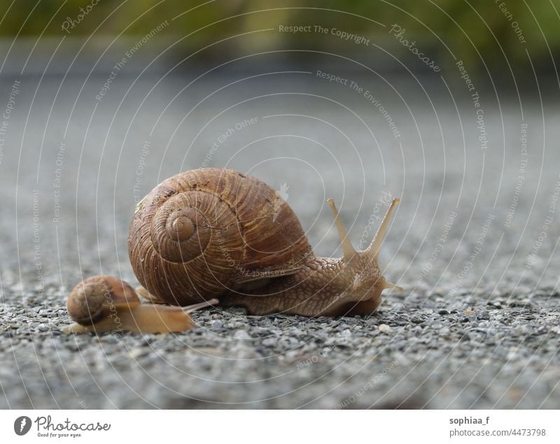 big mother escargot and small child snail on road trip baby follow way little two care adult parent slow family slug street helix pomatia snails side father