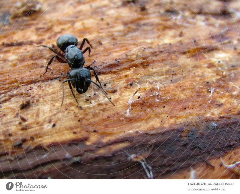 ant Ant Black Crawl Animal Strong Feeler Tree Stress antz the big crawl big mamma wild Legs Nature tit Macro (Extreme close-up) run away Fear