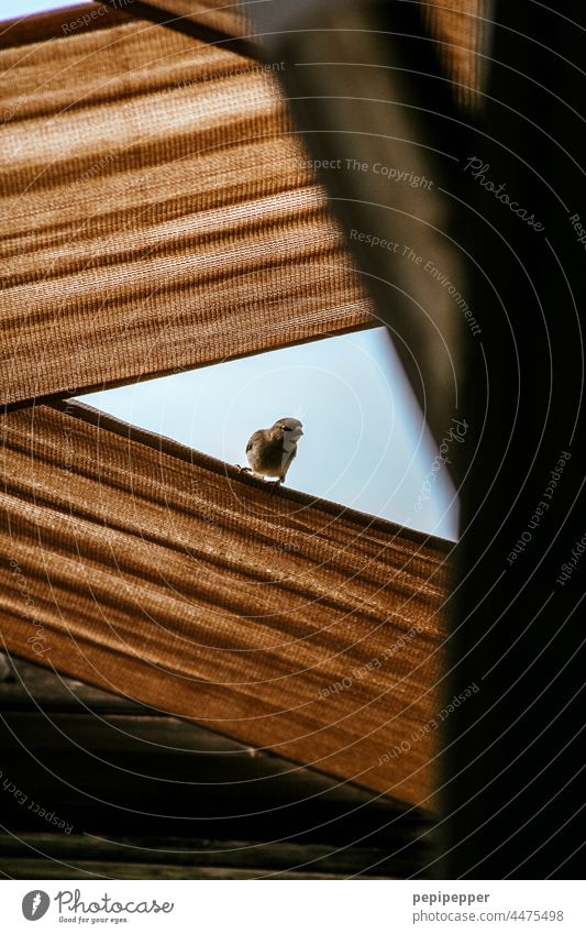 Bird looking down from a fabric covered terrace Bird's-eye view birdwatching Animal Exterior shot Nature Colour photo Wild animal Animal portrait Animal face