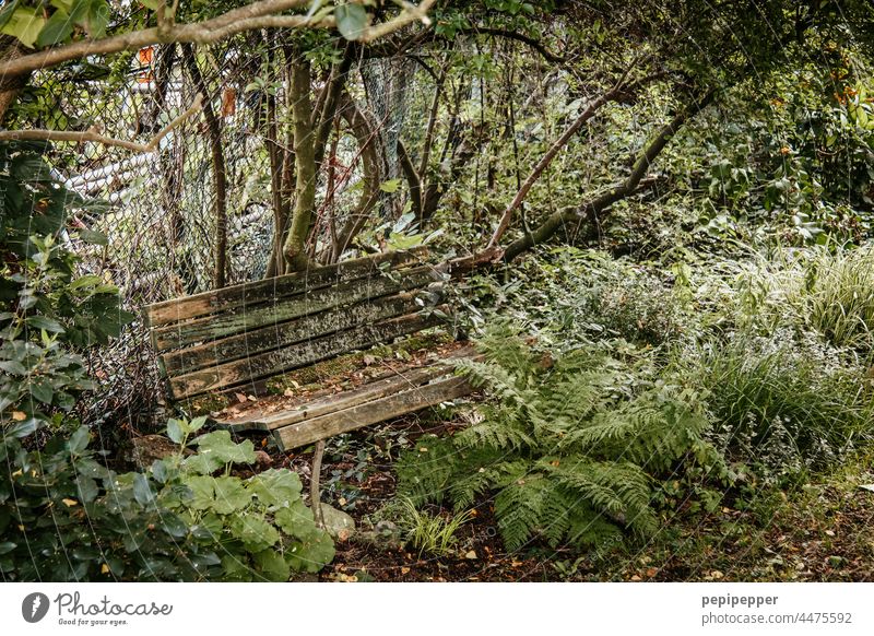 Transience - old wooden bench in a park overgrown with green plants transient Transience" Nature Colour photo Exterior shot Plant Detail old bench Bench