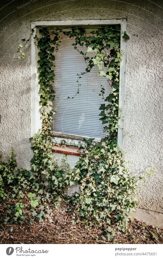 old abandoned house with ivy overgrown window blinds old house House (Residential Structure) Old Ivy ivy leaf ivy leaves ivy vine Ivy vines roller shutter