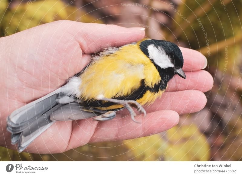 The little dead great tit lies on the palm of her hand as if she is just sleeping Tit mouse dead bird Dead animal Animal Death Bird Transience Sadness Grief