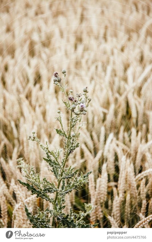 Thistle in a cornfield Thistle blossom Grain Cornfield Grain field Grain harvest Harvest Thanksgiving Agriculture Field Ear of corn Agricultural crop Nutrition