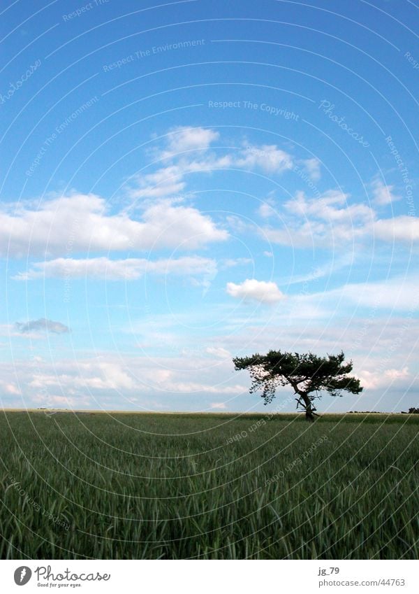 blue sky passes bye Clouds Sky Tree Field Cornfield Loneliness Summer Calm Weather