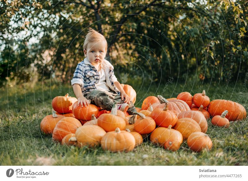 A blonde-haired baby is sitting on a pile of ripe pumpkins in the garden. Harvest, autumn, Halloween. Space for the text boy little halloween orange october