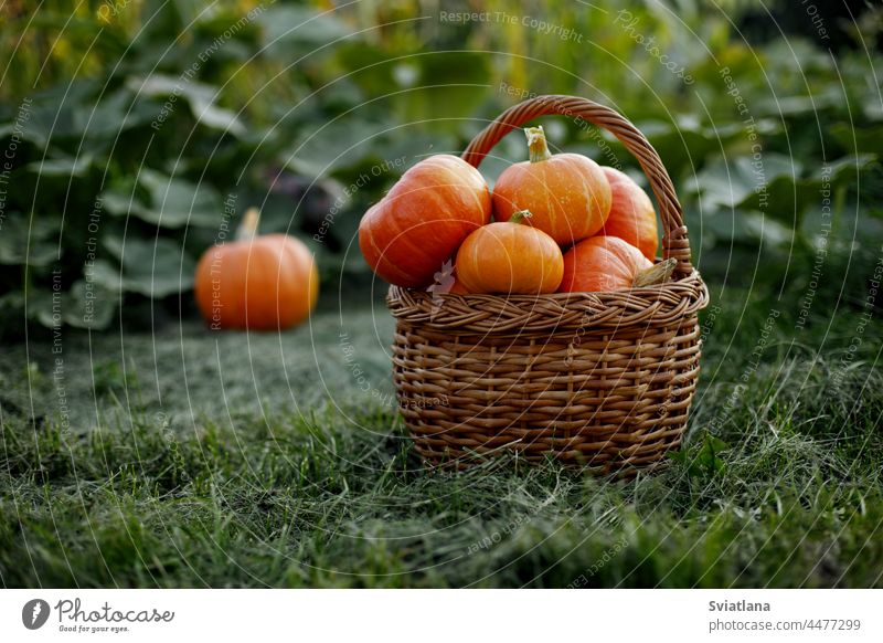 A basket with freshly picked pumpkins is placed on the edge of the garden. Harvest time, Halloween, autumn vegetable vegetables holiday symbols ecofood organic