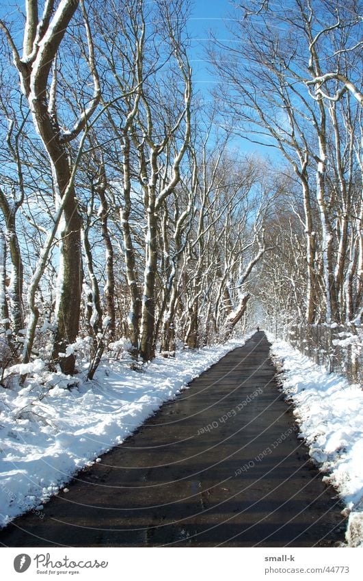 Winter wonderland Tree Avenue Cold Lanes & trails Snow Sky