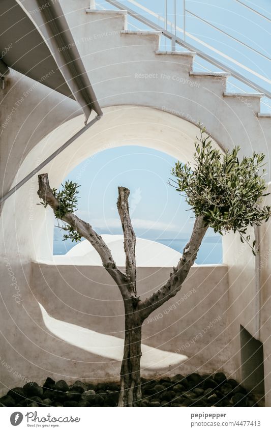 Tree on a terrace in Santorini Tree trunk Tree bark Treetop Dry aridity Will to live Nature Branch Leaf Green Plant Growth Twig Greece Island Deserted Branched