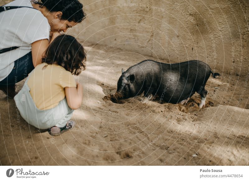 Mother and Daughter watching little pig Mother with child Child Caucasian 1 - 3 years Leisure and hobbies Love Love of animals Together togetherness Farm