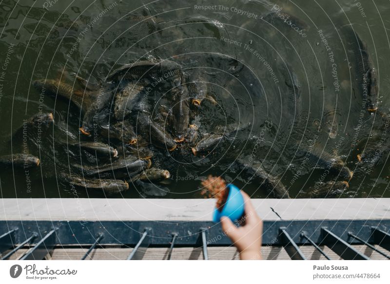 Child feeding fishes Hand Close-up Feeding Fish fishing Colour photo Animal Catch Bird's-eye view Water Leisure and hobbies Animal portrait Nature Day