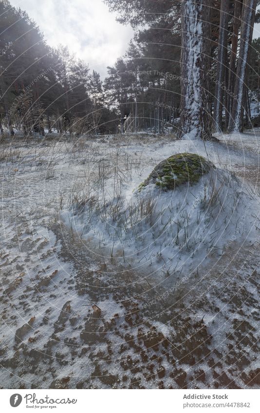 Snowy terrain in winter forest snow tree woods nature hoarfrost woodland frozen rime environment weather cold grow plant wintertime flora vegetate white scenic