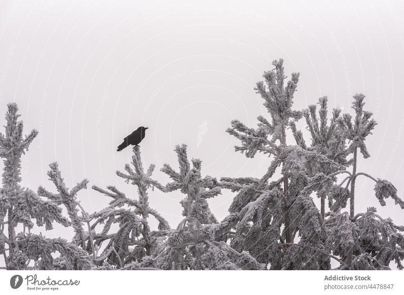 Bird on tree in winter forest woods coniferous nature hoarfrost woodland bird avian ornithology habitat creature frozen environment weather evergreen cold grow