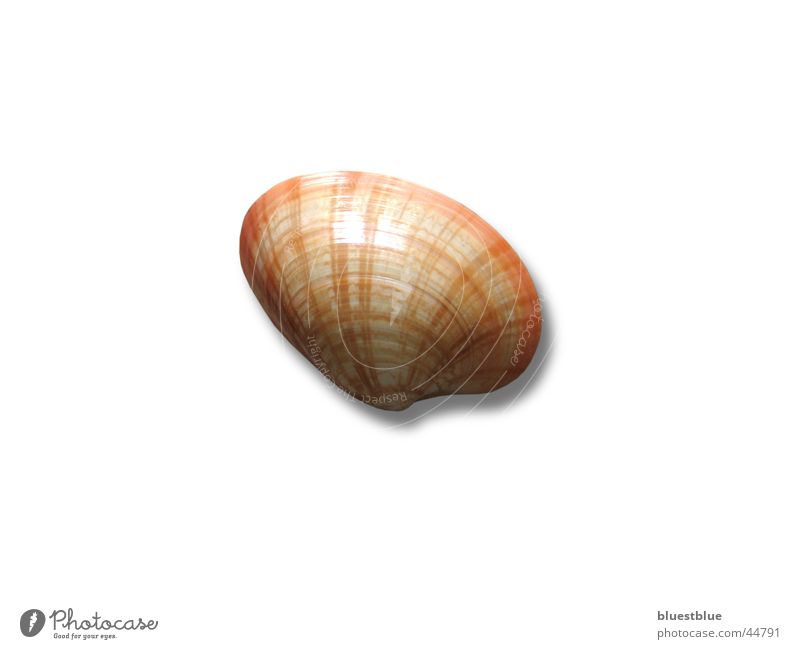 seashell Mussel Transport