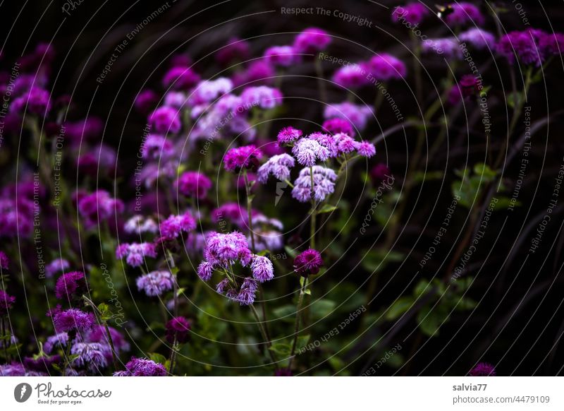 Flower dream in purple flowers Blossoming shrub Violet Nature Garden Summer Colour photo pretty Deserted Close-up Plant Fragrance Herbaceous plants leaves