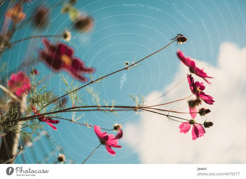 A little flower greeting in the sunshine flowers Flower Blossom Blossoming Plant Summer Flower meadow Garden naturally Green pink Pink pretty blossoms Delicate