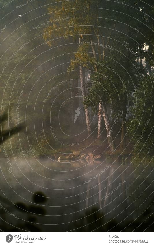 Mystical morning in the forest Fog Sunrise Nature Environment Landscape Lake Forest trees bank Lakeside Shadow Sunlight Autumnal autumn mood Back-light