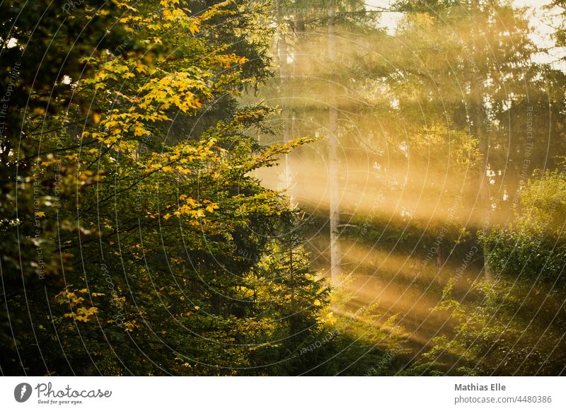 Morning sun shines through the forest Nature Shaft of light Mystic Natural color blurriness romantic Exterior shot Beautiful weather creation Earth Fog