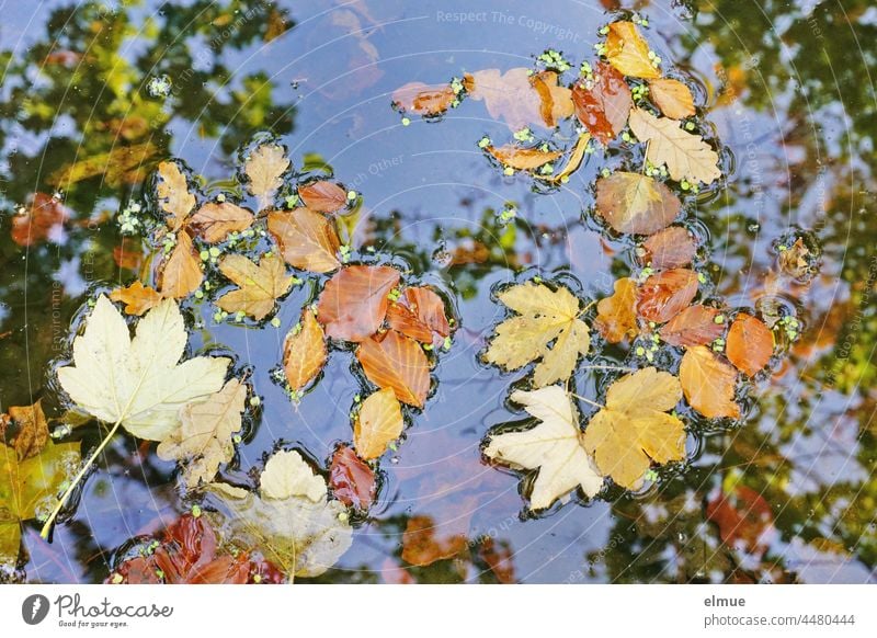 Autumn leaves of maple, oak and beech lie on the blue water, in which also treetops are reflected - top view / autumn Leaf Maple tree Maple leaf Oak tree