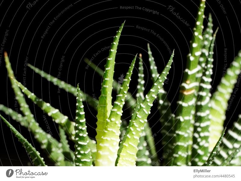 Green succulent in close-up against a black background. Plant Black Close-up Growth Botany Leaf Detail naturally Houseplant Pot plant botanical Succulent plants