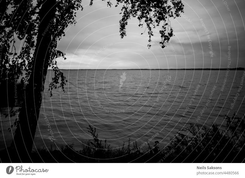 lonely birch on lake shore, black and white monochrome grayscale, landscape with slightly wavy water, clouds in sky and horizon line far away, branches and grass are framing picture