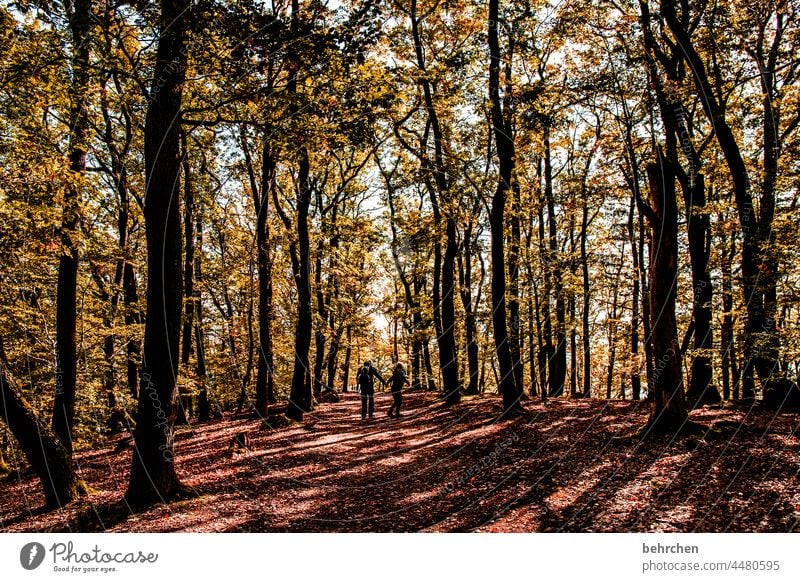 autumn Leaf canopy pretty Branches and twigs autumn walk autumn mood Autumnal leaves Automn wood Autumnal colours Autumnal weather Idyll Autumnal landscape