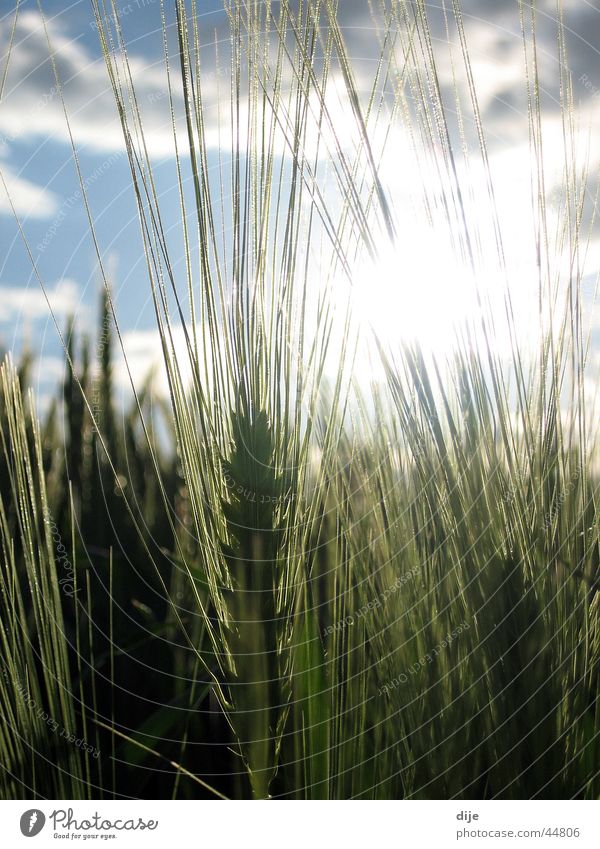 Winter barley in the afternoon sun Barley Field Clouds Sunbeam Barleyfield Sky Blue