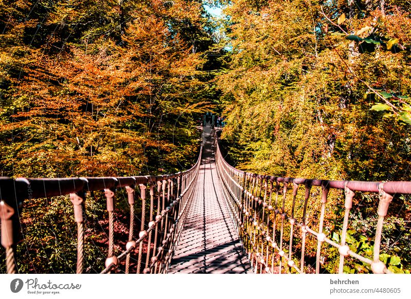 just hang out Environment Colour photo trees Forest Nature Germany Suspension bridge Adventure Landscape Bridge Hiking Trip Exterior shot Contrast Leaf Autumn