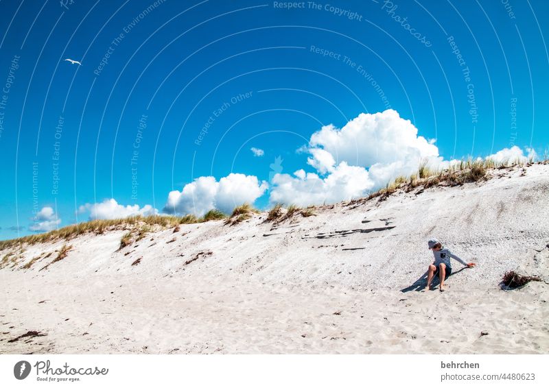 summertime with seagull ;) Sand Idyll Playing Mecklenburg-Western Pomerania Romp fortunate Summer Relaxation Landscape coast Infancy Contentment Happy Germany