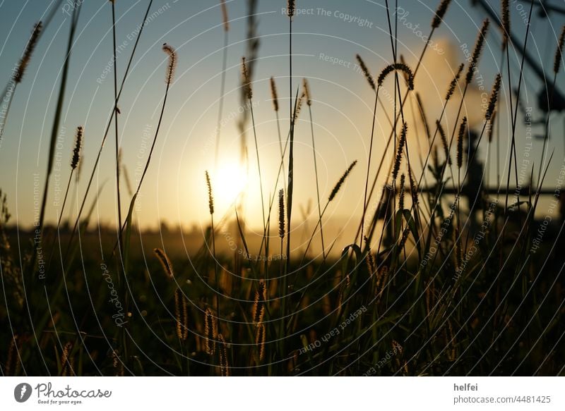 Irrigation of a field at sunset with grass in foreground aridity artificial irrigation ART REGEN Agriculture Back-light Drops of water Sunlight light points