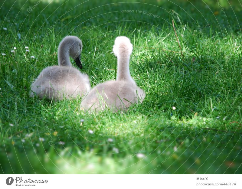 chick Spring Grass Meadow Animal Wild animal Bird 2 Baby animal Sit Cute Emotions Moody Friendship Together ugly duckling Swan Brothers and sisters