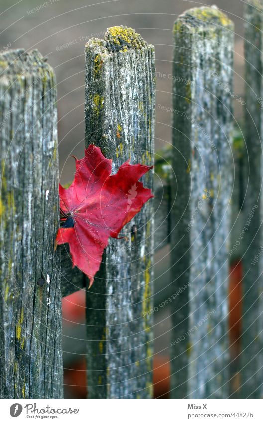 Autumn is here Leaf Garden Red Autumnal colours Colour Wooden board Fence Wooden fence Fence post Maple leaf Autumn leaves Early fall Colour photo Multicoloured