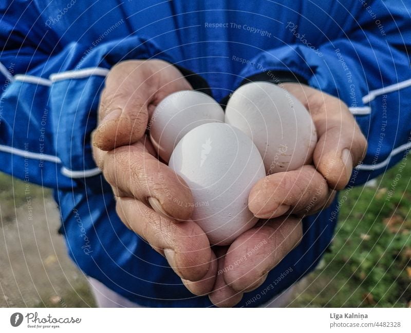 Hands holding three eggs Hold Fingers hands Human being Palm of the hand body part Arm Food Food photograph Food And Drink