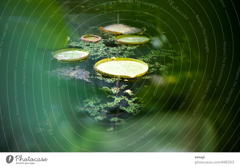 landing site Environment Nature Plant Bushes Leaf Foliage plant Exotic Pond Natural Green Water lily leaf Colour photo Exterior shot Detail Deserted Day