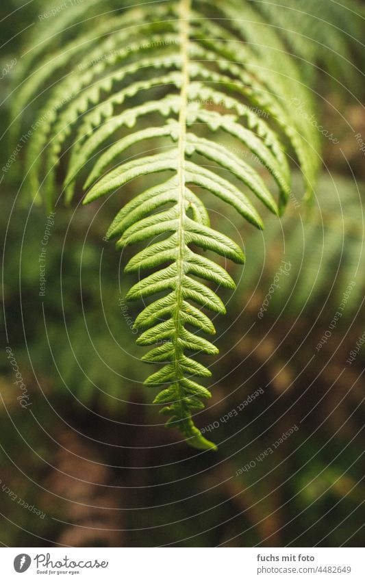 Fern in the forest Forest Green Nature Colour photo Shallow depth of field Close-up Growth naturally Wild plant Fern leaf Foliage plant Botany Detail