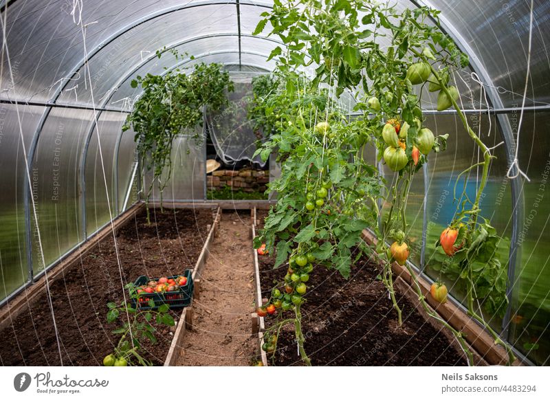 Tomatoes of varying ripeness grow in a polycarbonate greenhouse. Growing organic tomatoes on beds . Tomatoes on a branch close-up. agriculture bunch bush