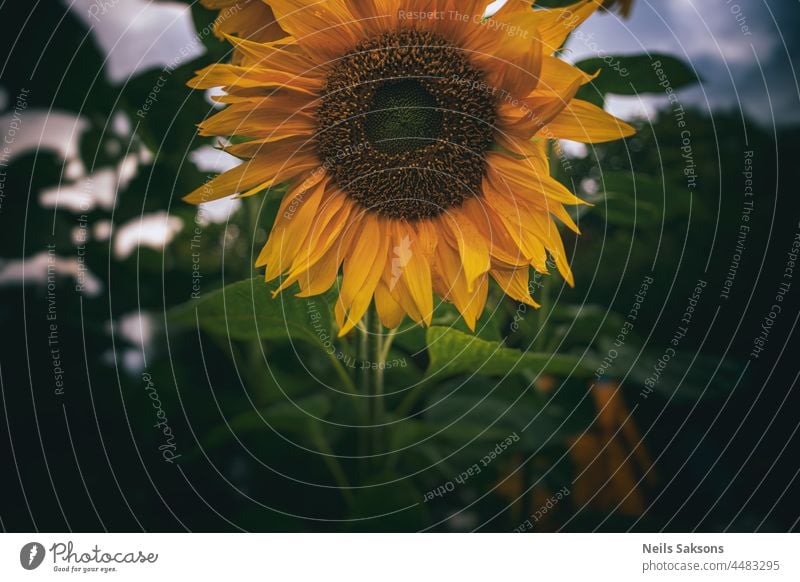 looking in the eye agriculture beautiful flowers beautiful-sunflower beauty blooming blossom blue bright cheerfulness clear closeup-sunflower colorful-sunflower