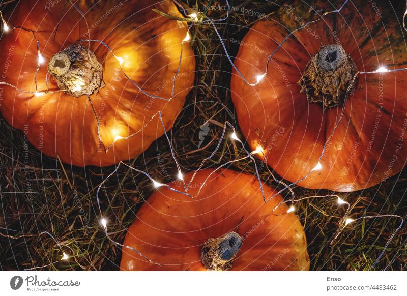Pumpkins decorated with garland lights, view fromm above, autumn holidays decoration pumpkins orange background thanksgiving halloween party decorations hay